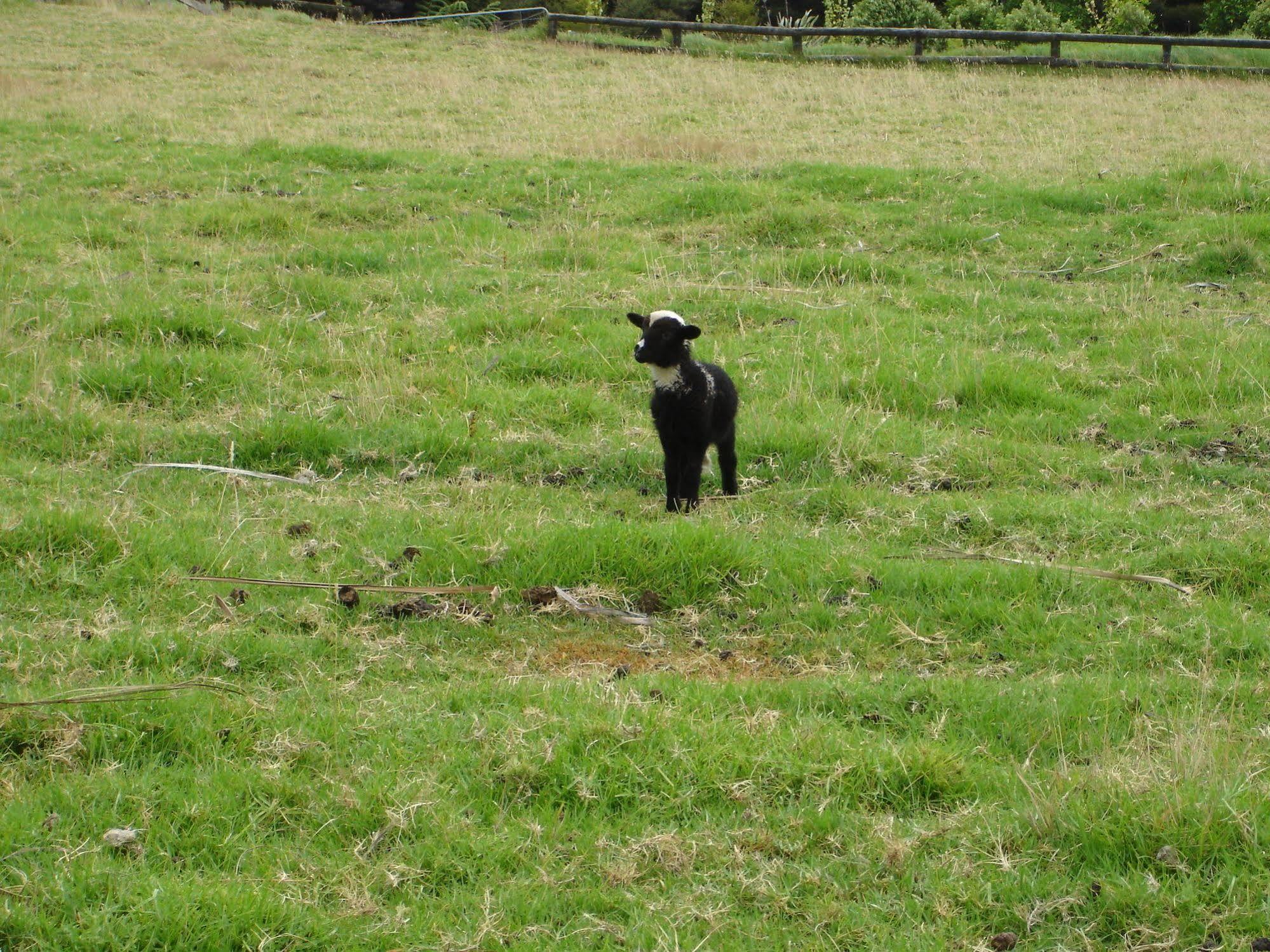 Country Homestead At Black Sheep Farm Уайпу Екстериор снимка